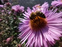 BEE-RO Biene im Herbst